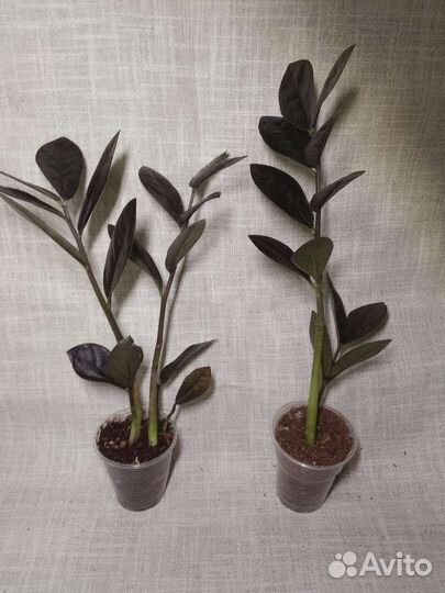 Замиокулькас Raven