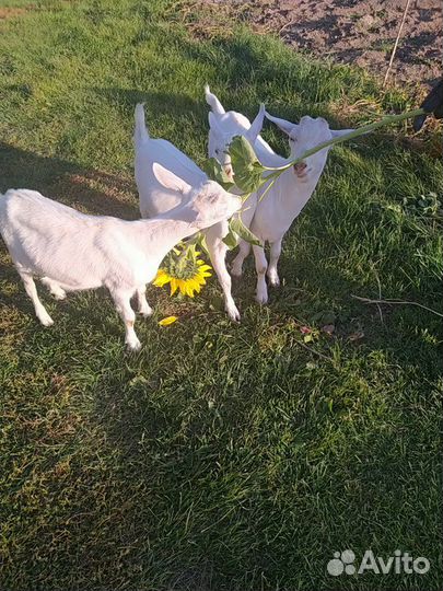 Продаются козы