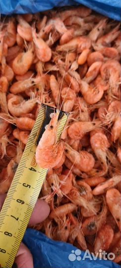 Креветка азовская