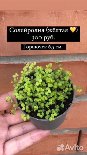 Солейролия (жёлтая)