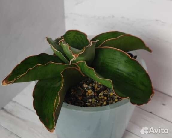 Сансевиерия Дракон Ас Силк