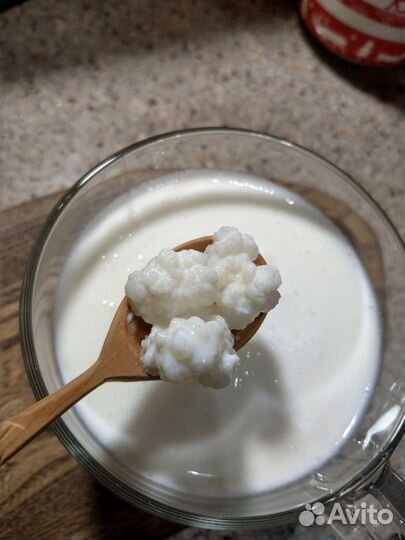 Кефирный тибетский молочный гриб