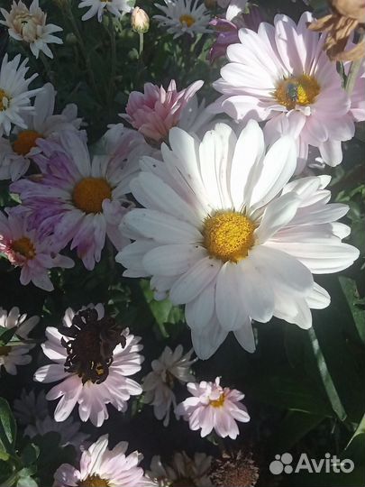 Хризантема