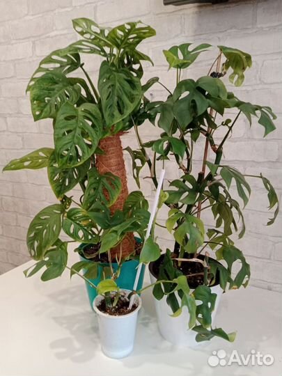 Комнатные растения