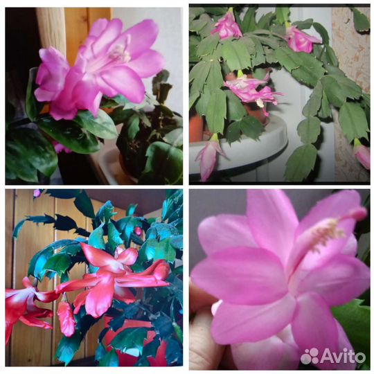 Декабрист розовый, сиреневый