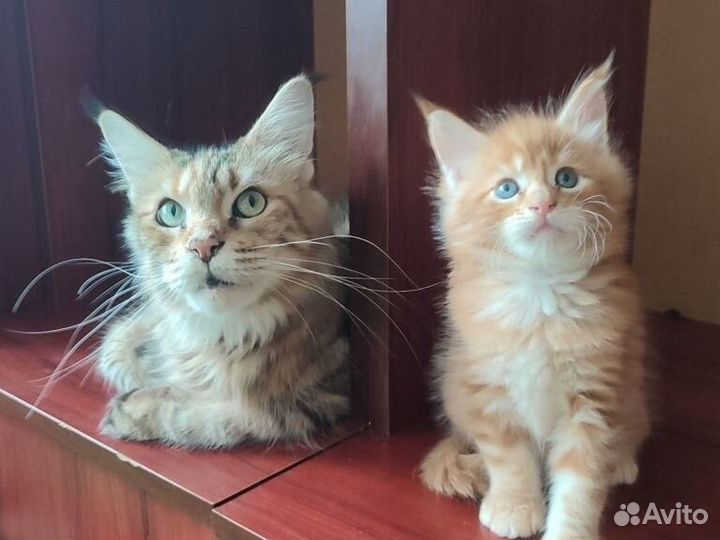 Котята мейн-кун
