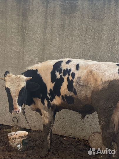 Продажа быков