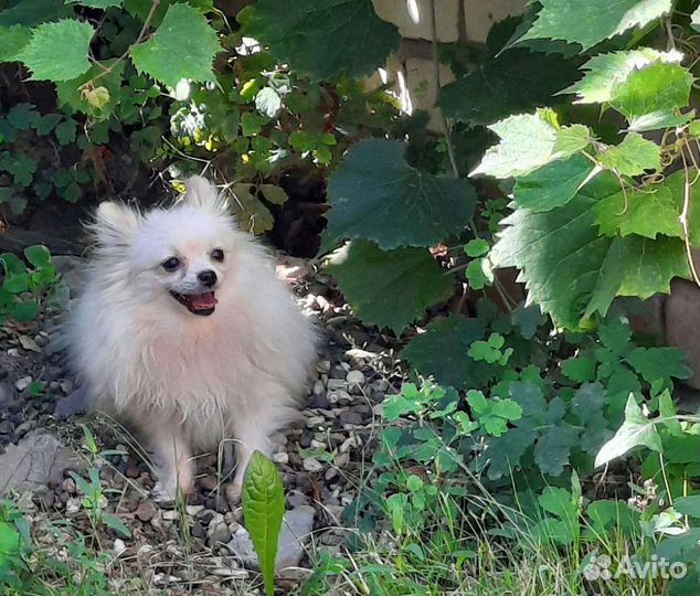 Подрощенная Помераночка