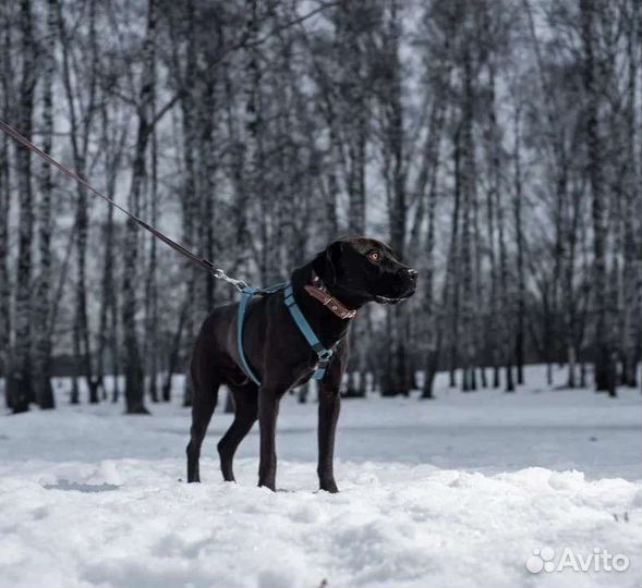 Питбуль Персей страдает в приюте