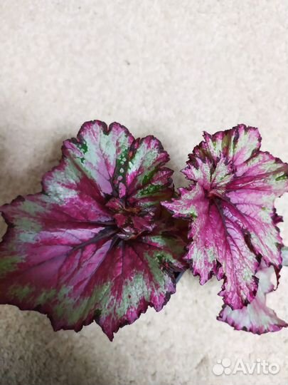 Декоративная бегония