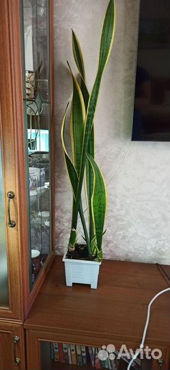 Цветок щучий хвост