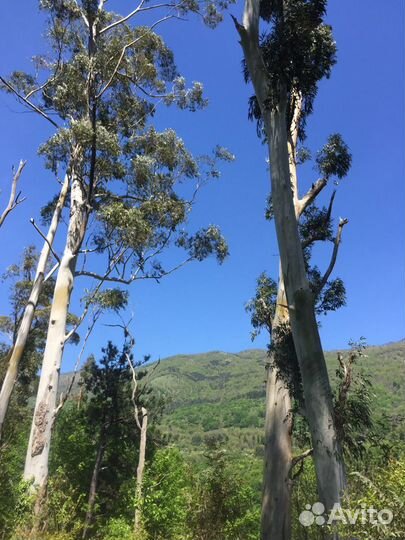 Экскурсия на квадроциклах в Абхазии. Гагра