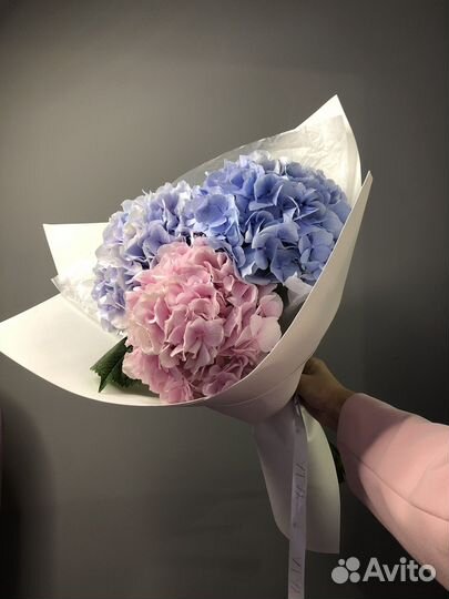 Гортензии Гортензия