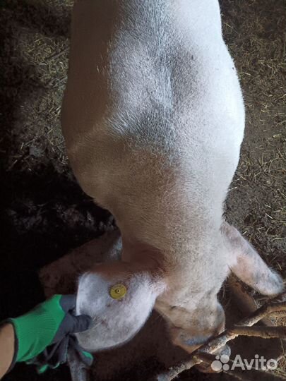 Поросенок гибрид Ф1 (ландрас и крупная белая)