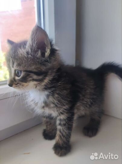 Кошки в добрые руки бесплатно