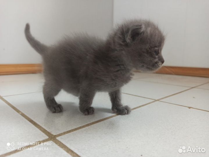 Вислоухий котёнок в добрые руки