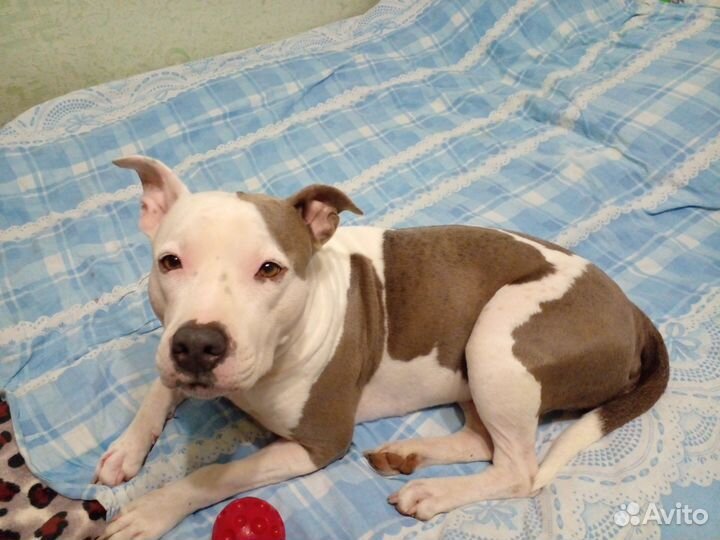 Стаффордширский терьер в добрые руки