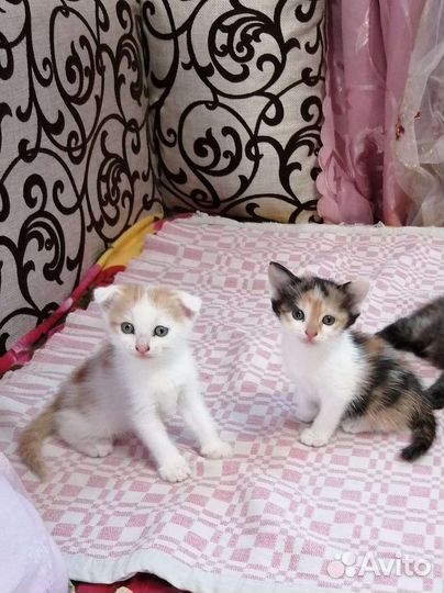 Вислоухие котята в добрые руки