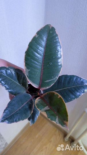 Фикус разные