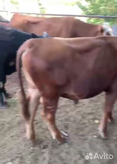 Быки живым весом на докорм