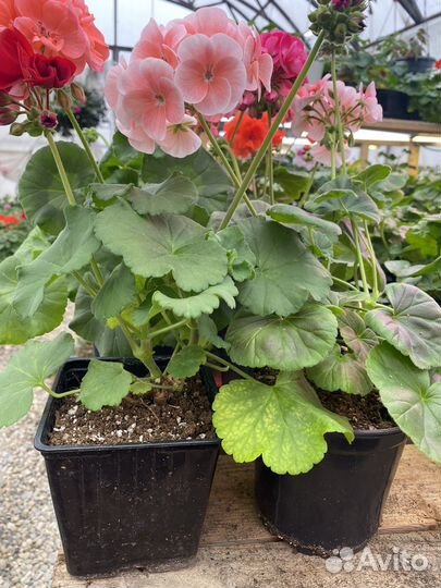 Пеларгония герань