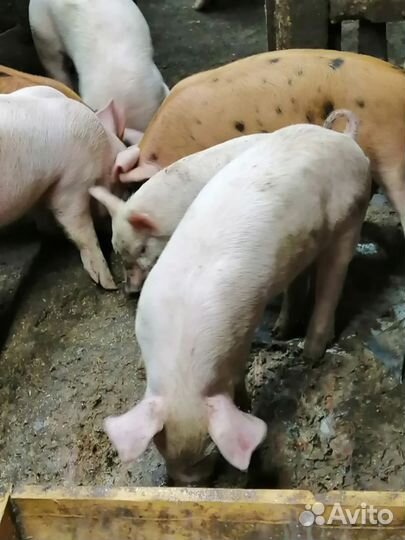 Поросята крупно белый +дюрок