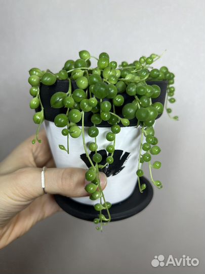 Крестовник роули