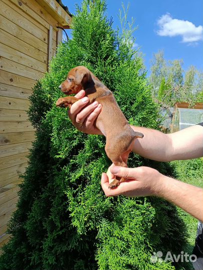 Цвергпинчер щенки с документами