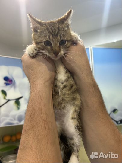 Милые котята