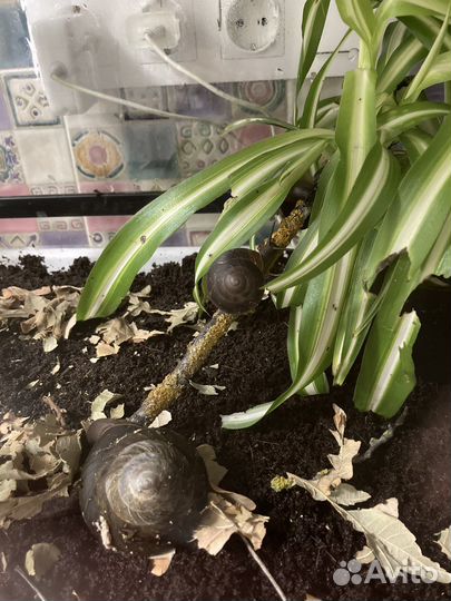 Эксы экселенсы Pleurodonte excellens