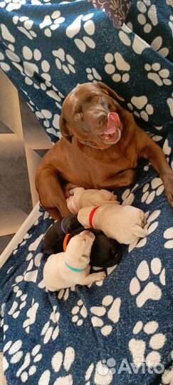 Щенки лародоров