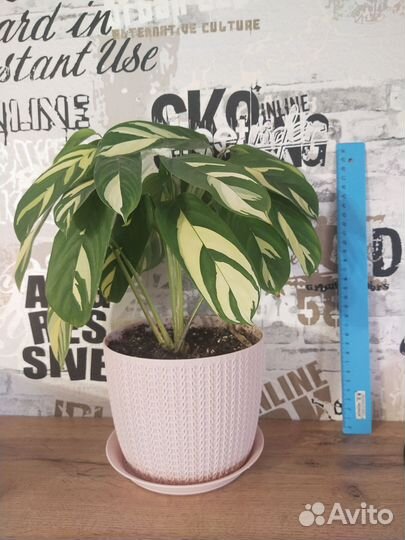 Калатея сильвер плате, калатея лубберса