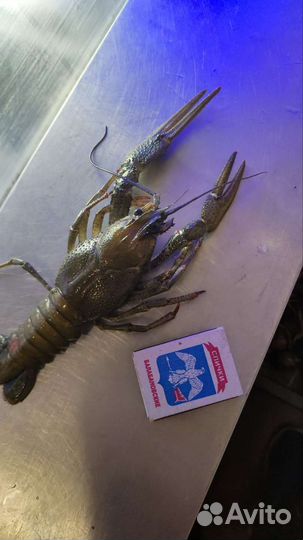 Кубанские живые и вареные раки, доставка