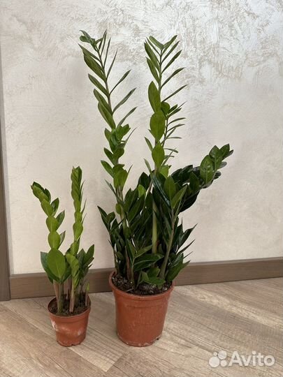 Замиокулькас Замифолия