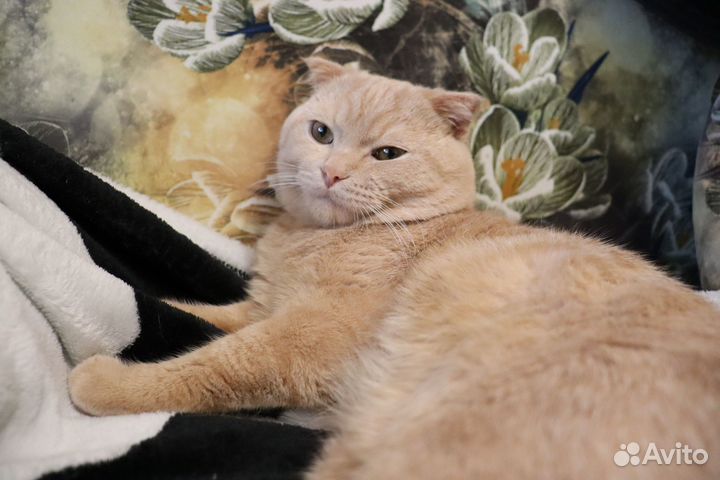 Котик в добрые руки