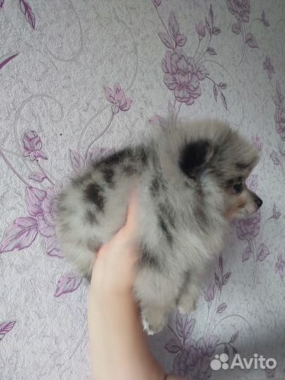 Померанский шпиц