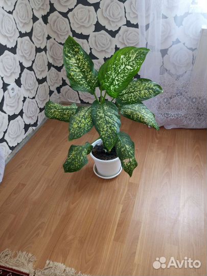 Продам цветы комнатные