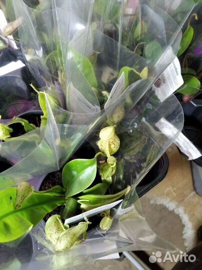 Непентес хищник