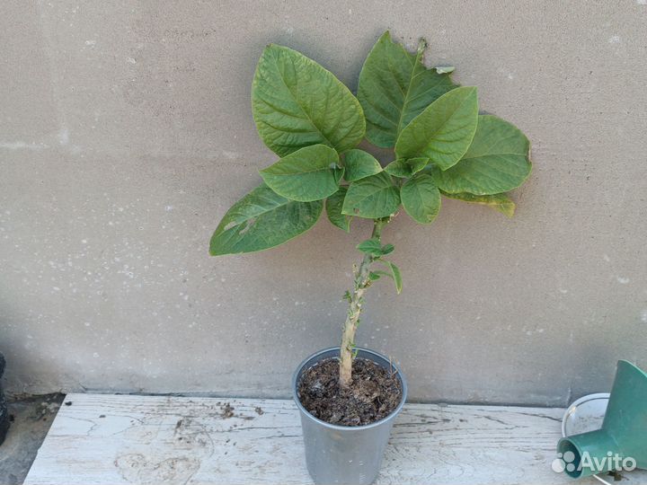 Эпипремнум, филодендрон, бругмансия