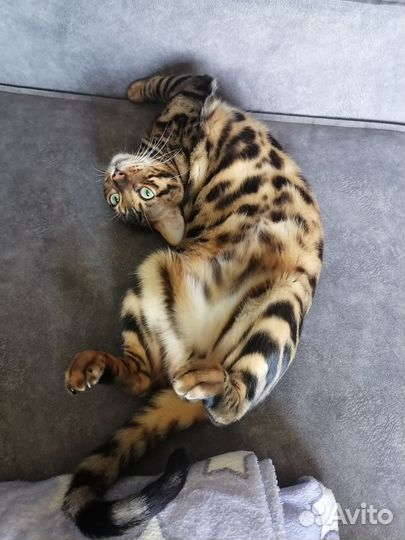 Бенгальский кот