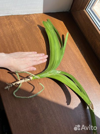 Орхидея ванда