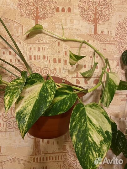 Цисус, сциндапсус