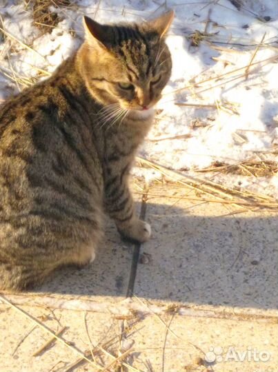 Продам молодого кота оригинального окраса