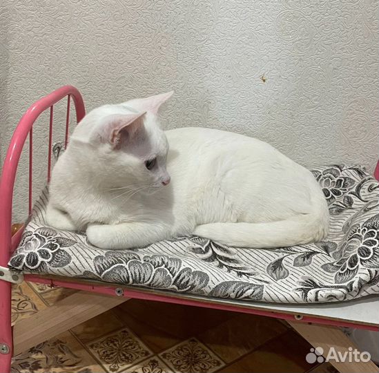 Кот