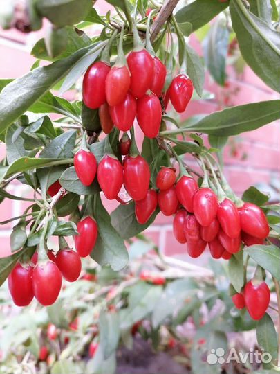 Катальпа,Бундук,Годжи,Спирея,Гортензия