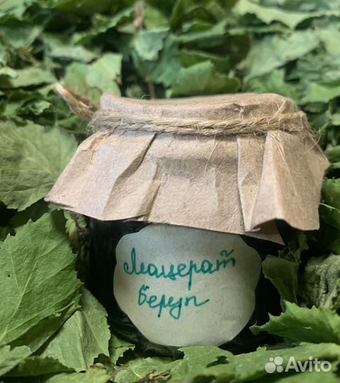 Масло на березовом листе (мацерат)