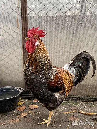 Продам петуха