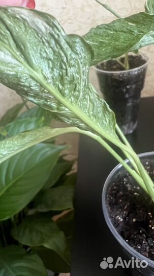 Спатифиллум Джемини