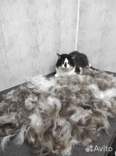 Груминг собак