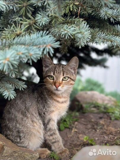 Котёнок девочка замерзает на улице